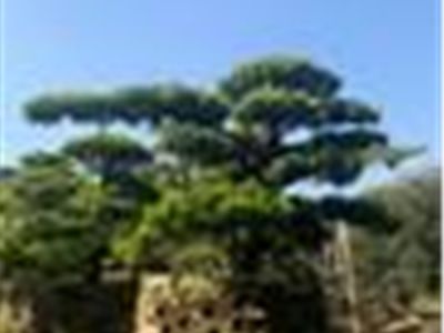 花园改造材料